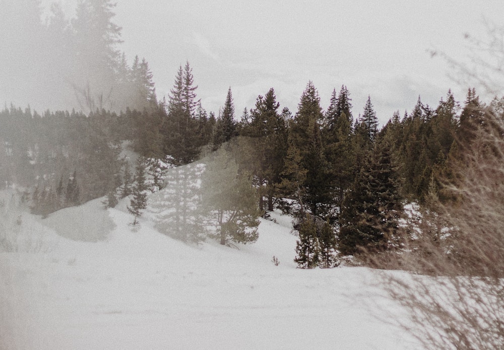 green pine tree on snow field during daytime