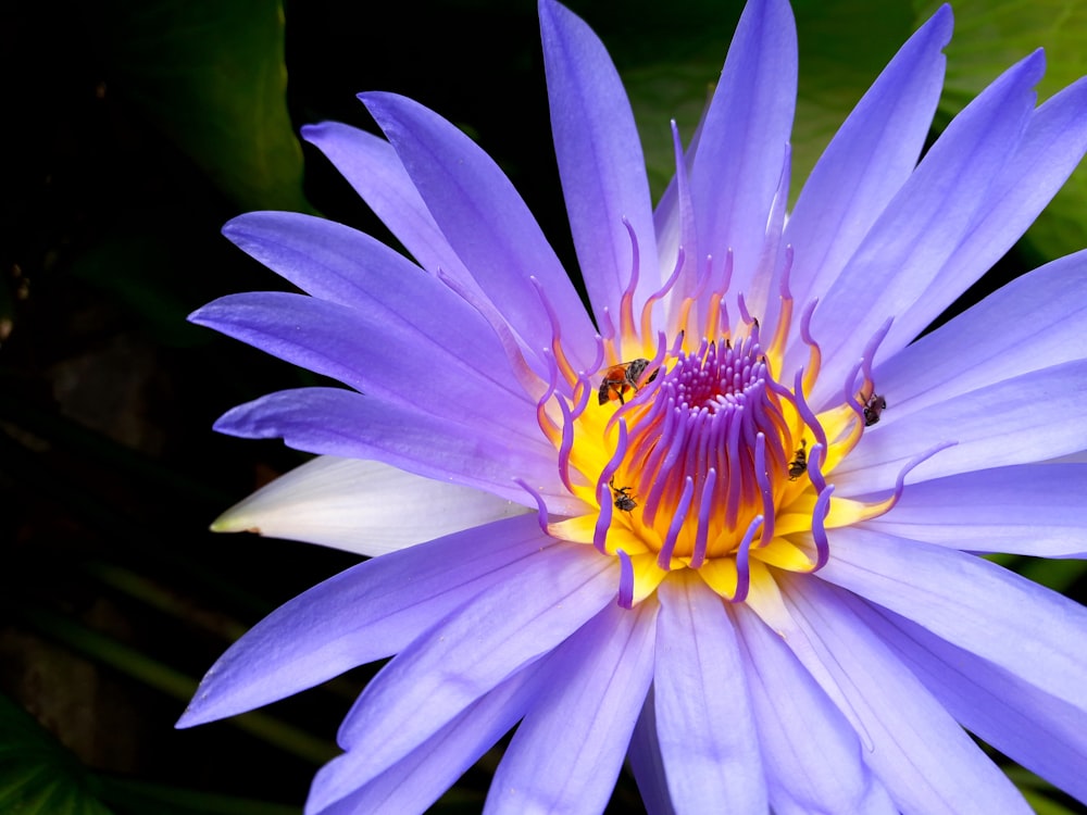 white-petaled flower