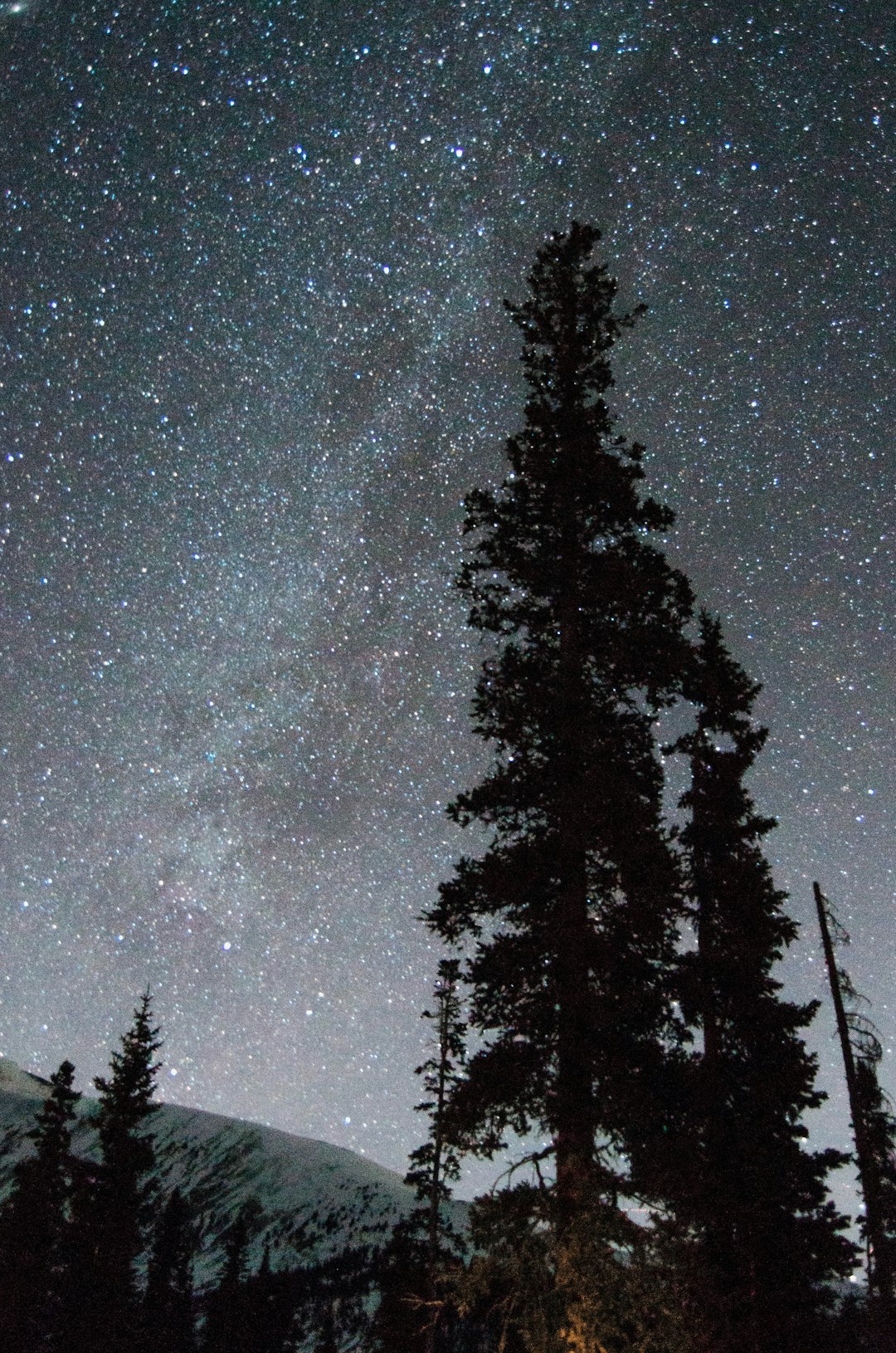 low angle photography of trees