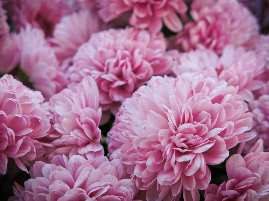 pink flower cluster,