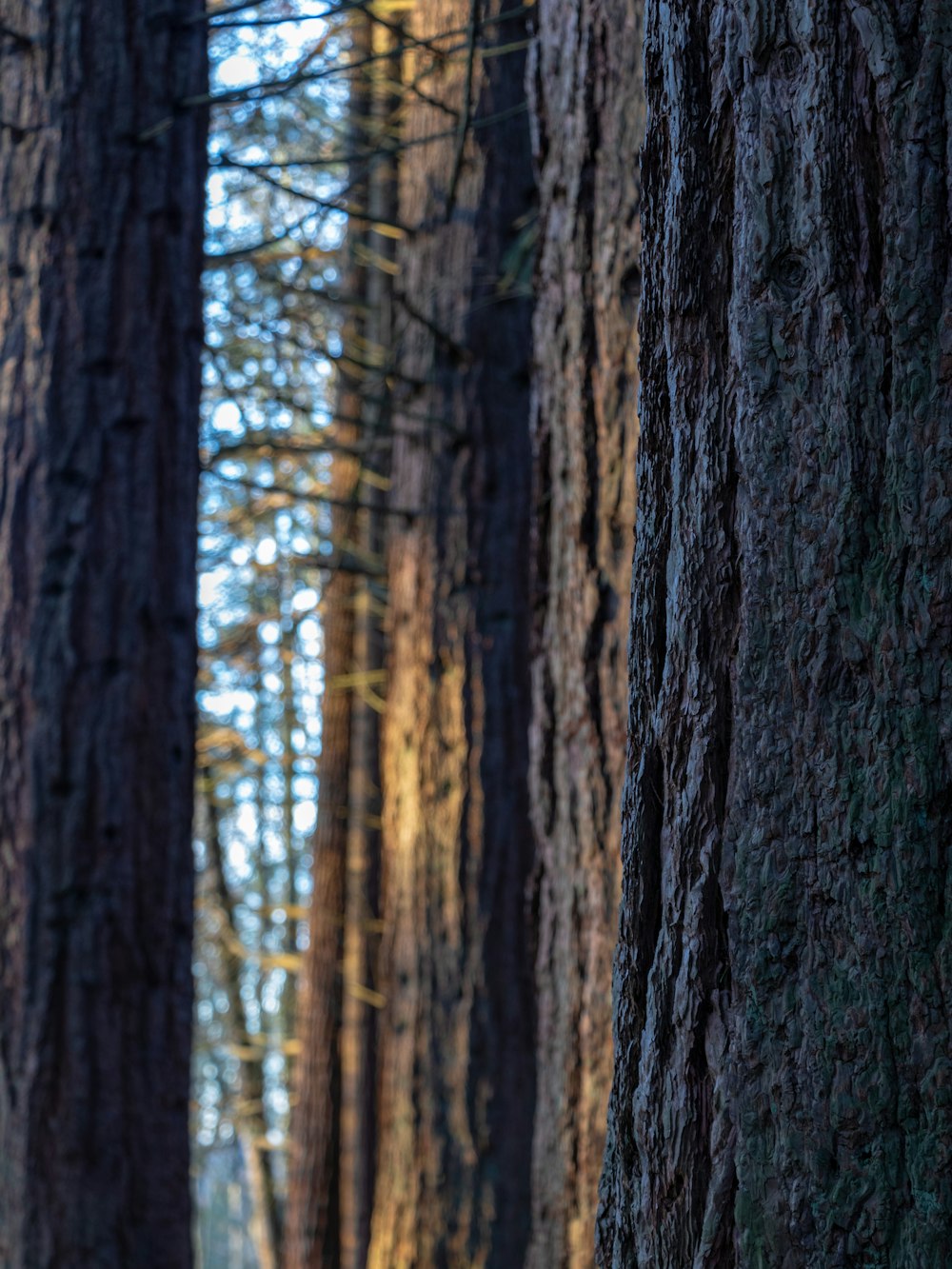 Cedars of God (Arz el-Rab)