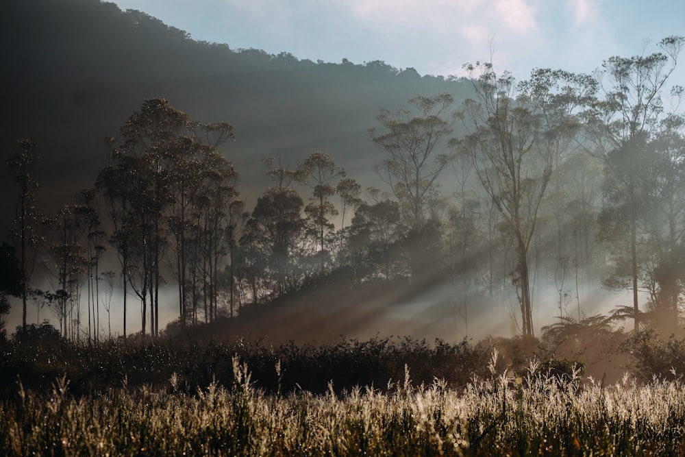 foresta con alberi alti e verdi con raggi di sole che passano attraverso