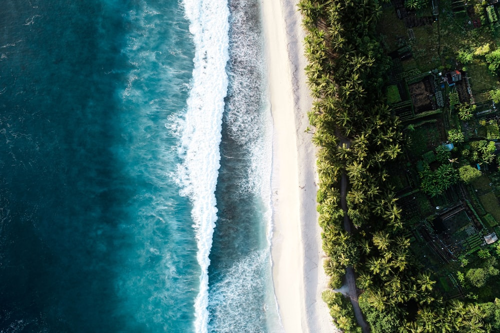 bird's eye view of seashore