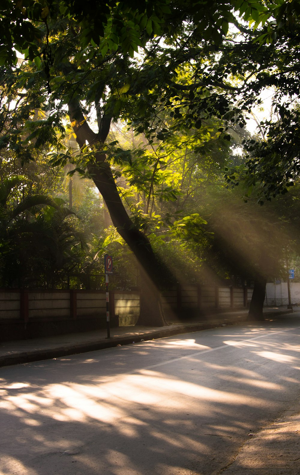 green-leafed trees