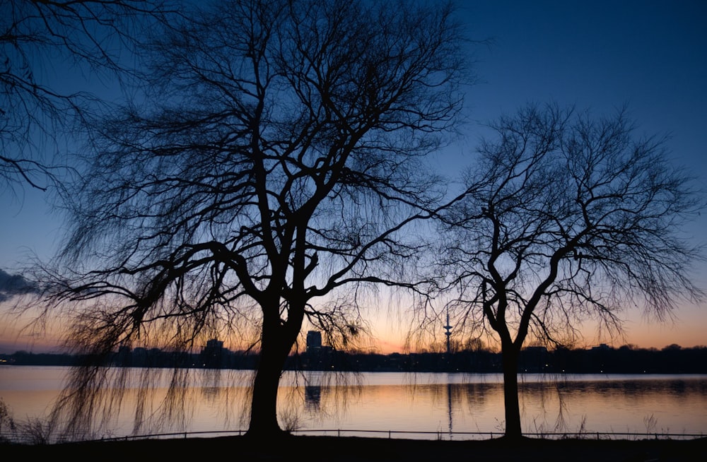 bare trees near body of water