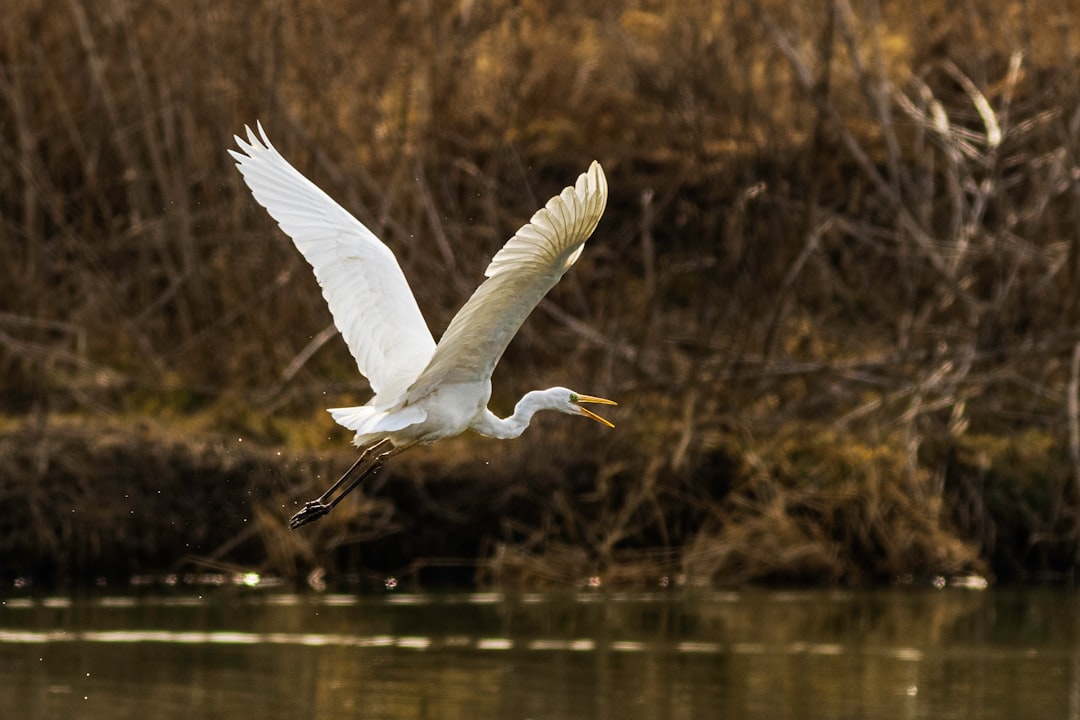flying swan at daytime