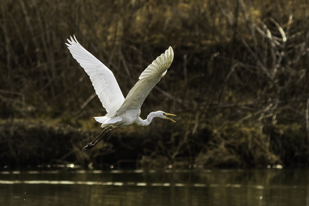 flying swan at daytime