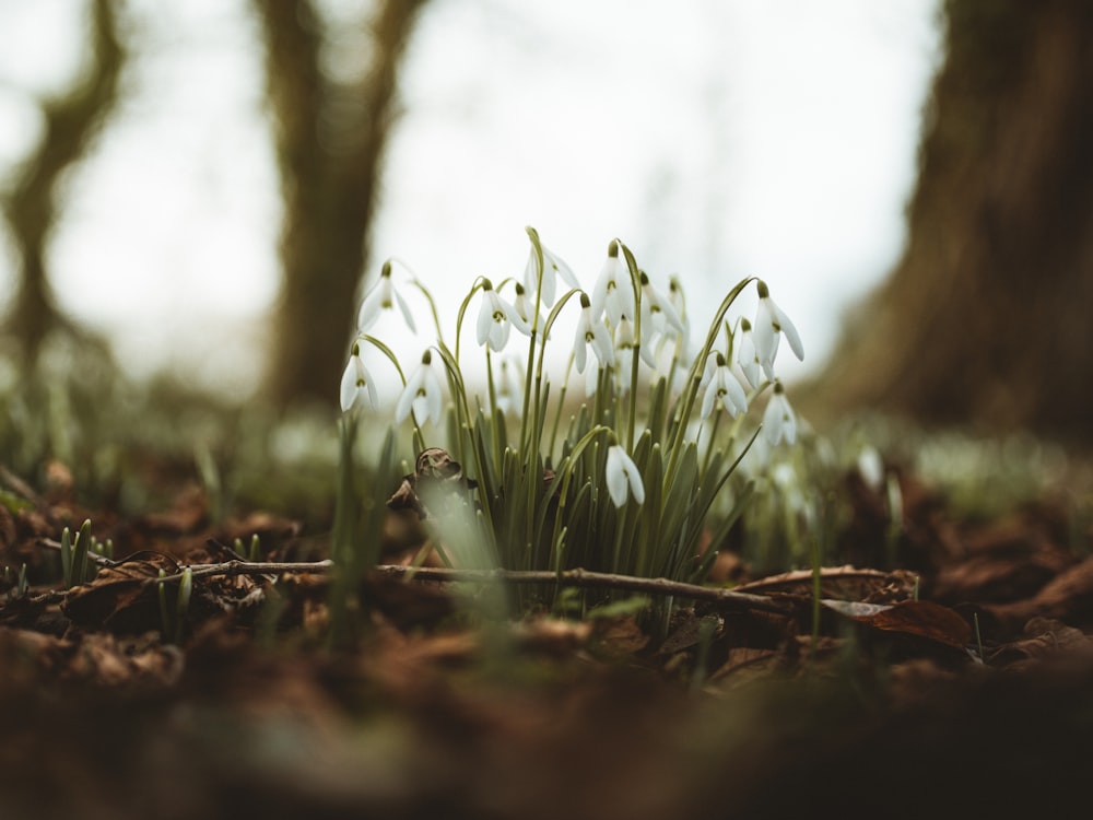 Selektive Fokusfotografie der weißen Blume