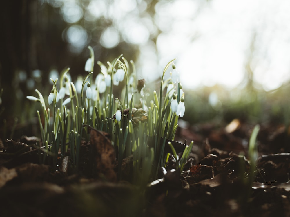 weißblättrige Blüte