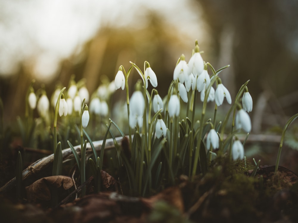 Photographie en gros plan de fleurs blanches