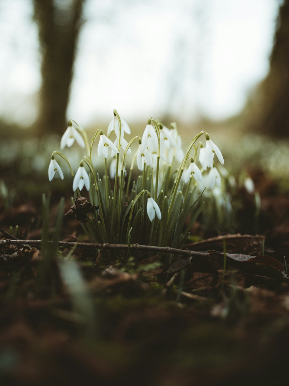 Fotografia a fuoco selettivo di fiori bianchi