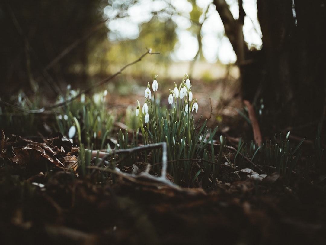 selective focus photography of grass with water dew