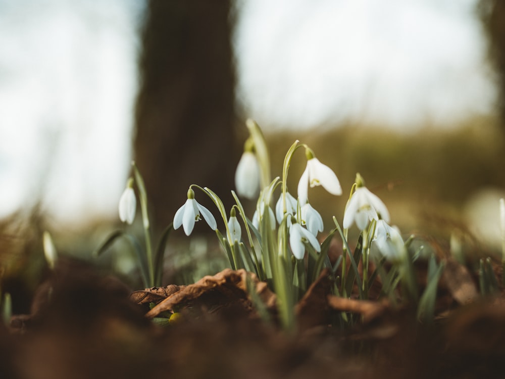 Fotografía de primer plano de flores de pétalos blancos