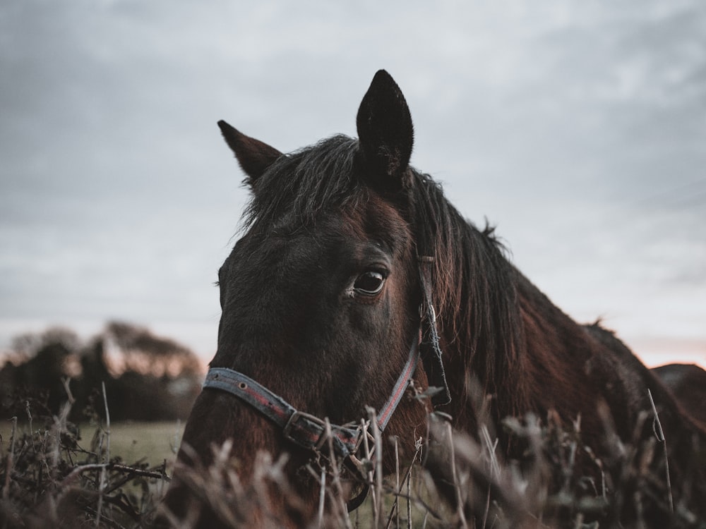 brown horse