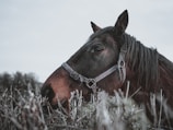 A horse with a dark mane is wearing a halter and standing amidst bare, tangled branches. The horse's coat is a deep brown, and the halter appears to be made of fabric with muted colors. The setting is outdoors, possibly overcast, giving the image a somber tone.