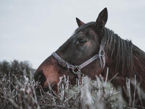 A horse with a dark mane is wearing a halter and standing amidst bare, tangled branches. The horse's coat is a deep brown, and the halter appears to be made of fabric with muted colors. The setting is outdoors, possibly overcast, giving the image a somber tone.