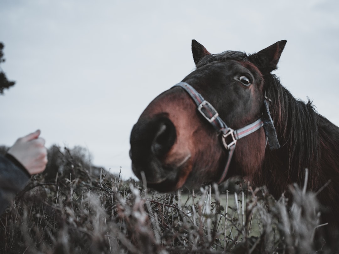 brown horse on focus photography