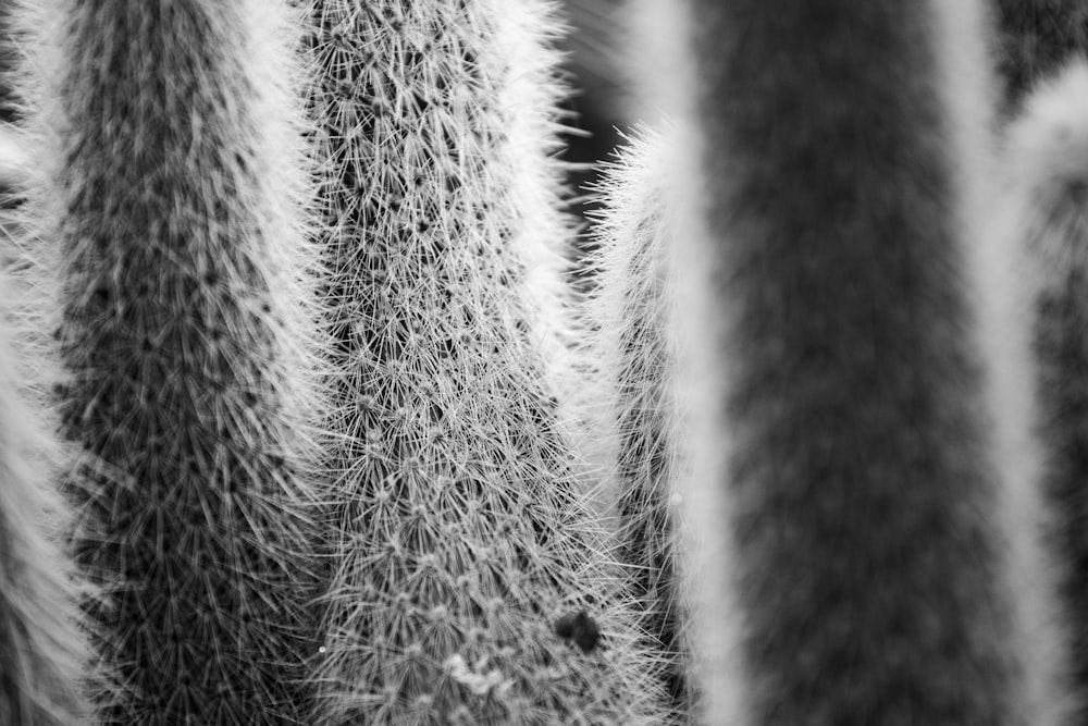 Fotografia chiusa della pianta del cactus