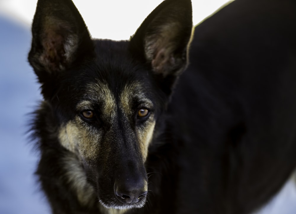 adult black and tan German shepherd on focus photography