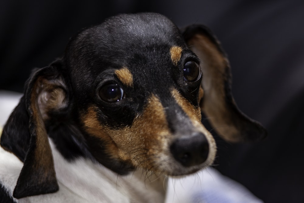 selective focus photography of short-coated tan, white, and black puppy