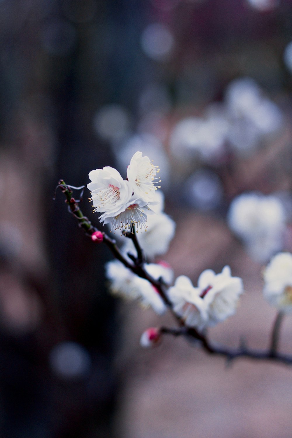 Foto de enfoque superficial de flores blancas