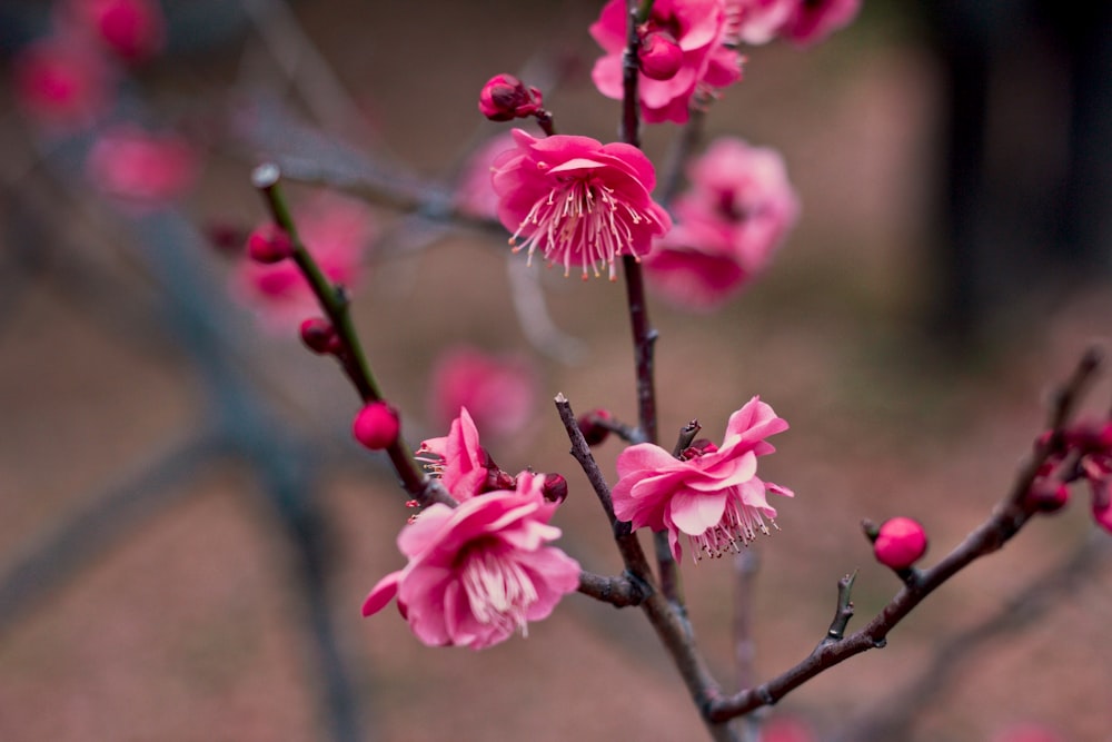Fotografia a fuoco selettiva del fiore di ciliegio rosa