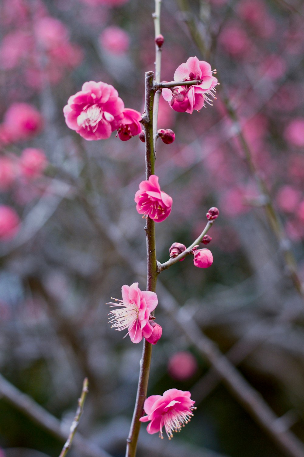 fotografia seletiva de flores de pétalas cor-de-rosa