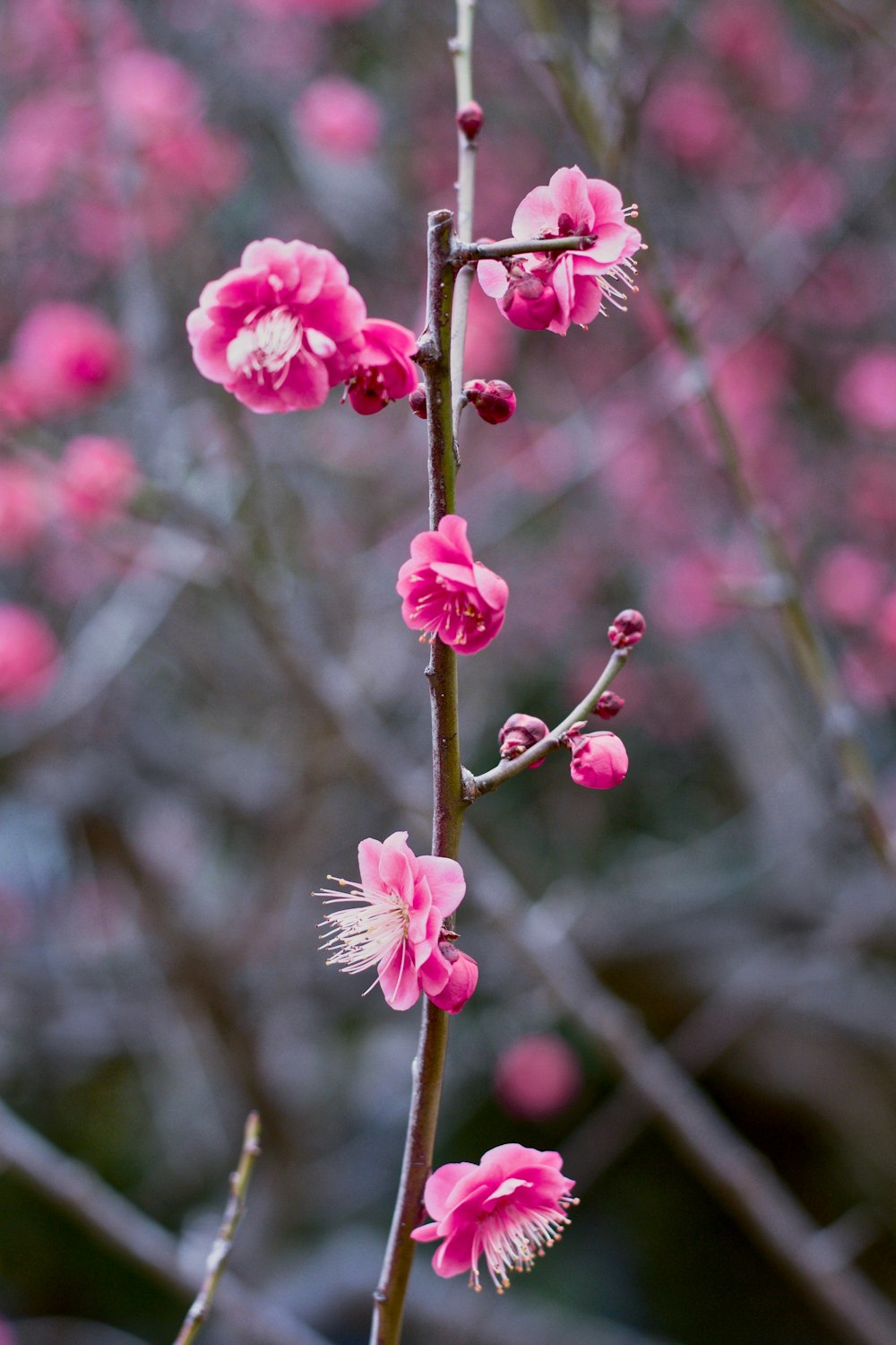 selective photography of pink petaled flowers