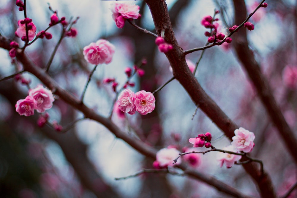 Vue sur les fleurs de cerisier rose