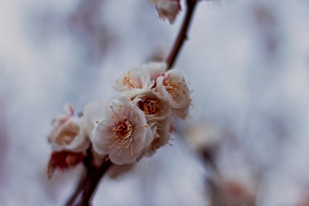 Fotografia a fuoco selettivo di fiori bianchi e rosa