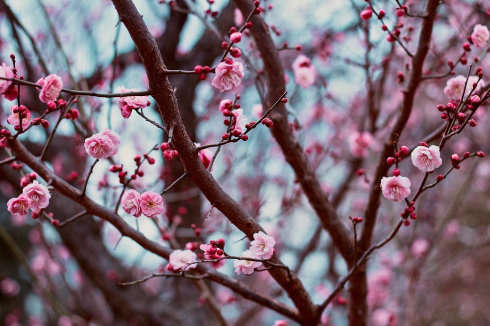 selective photography of pink flowers