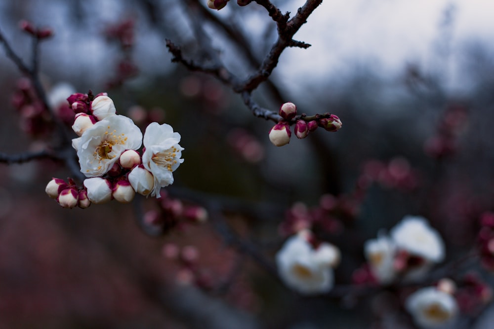 white petaled flowers in bloom