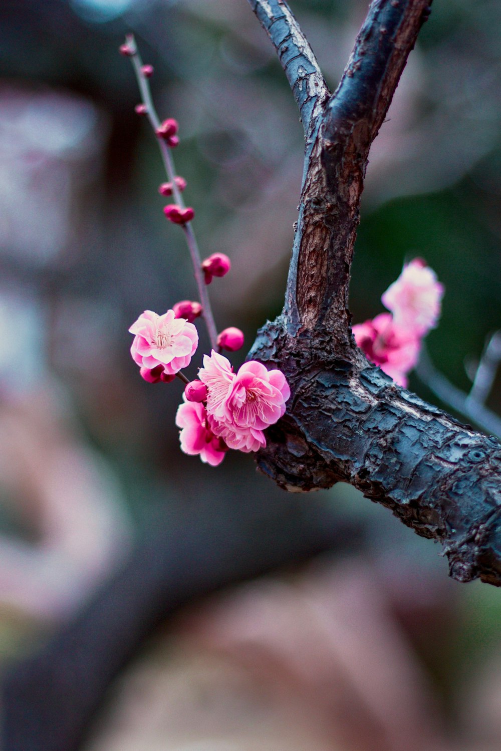 pink-petaled flower