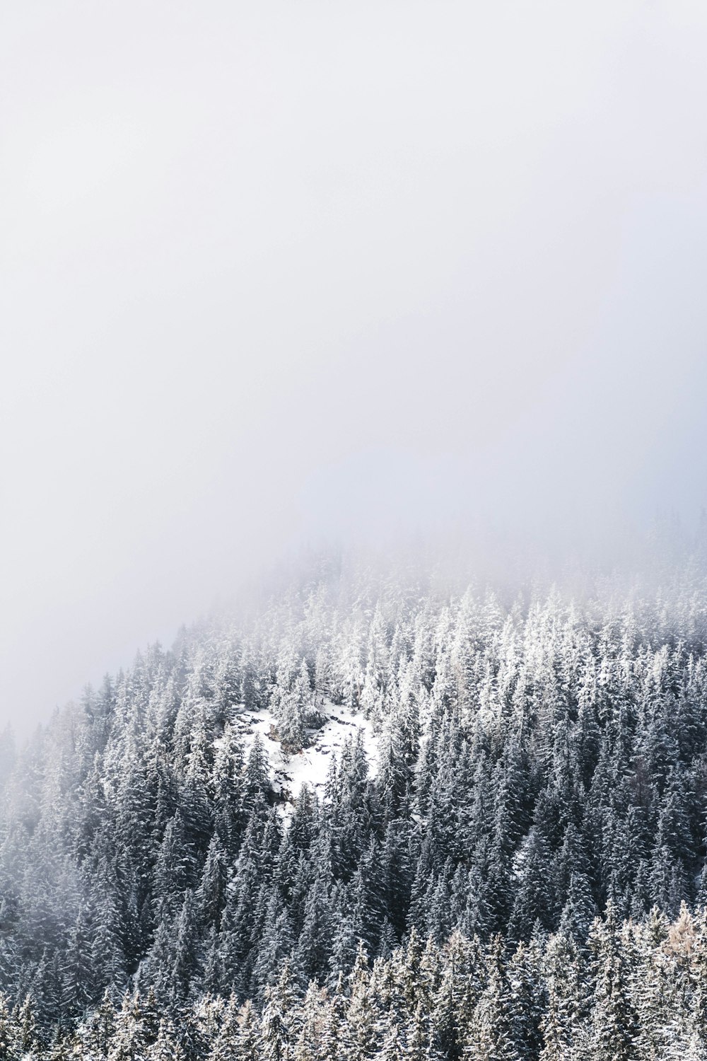 aerial photography of snow covered pine trees
