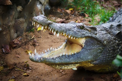 shallow focus photo of gray alligator aggressive google meet background