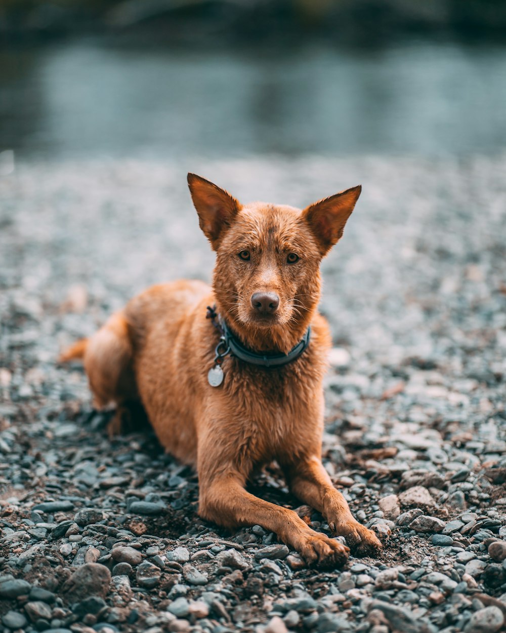 perro marrón de pelo corto acostado cerca de un cuerpo de agua