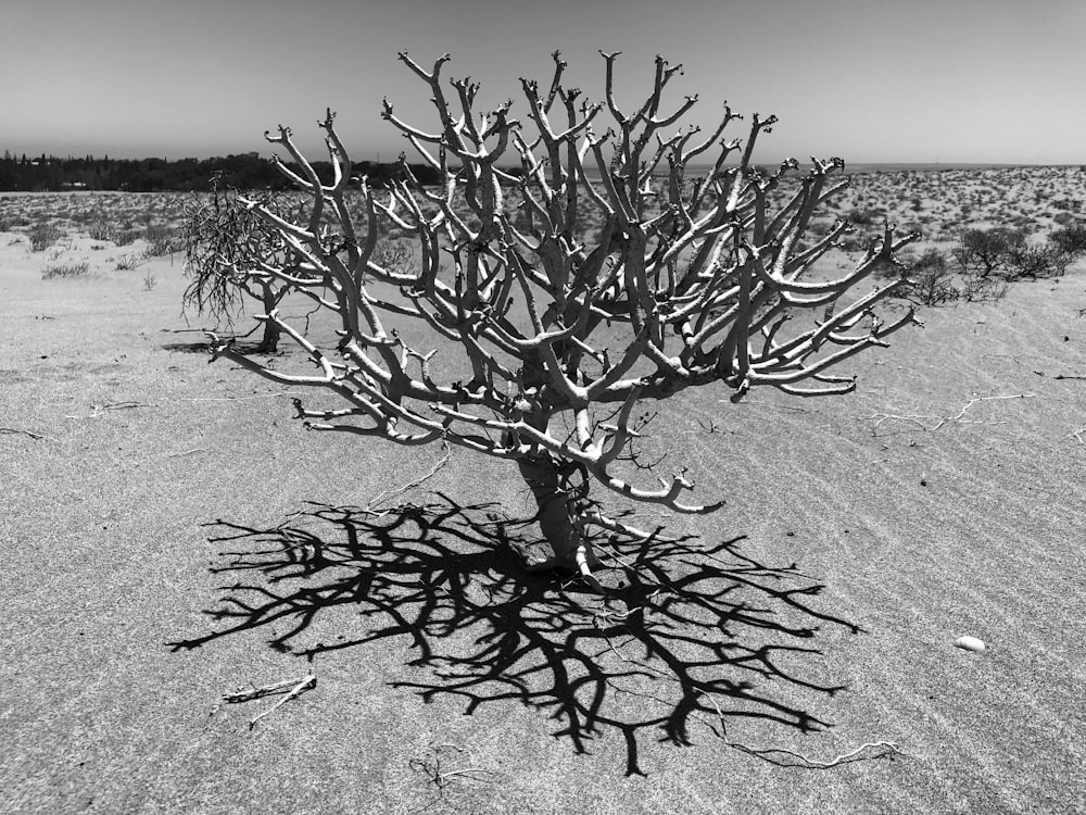 bare tree under grey clouds