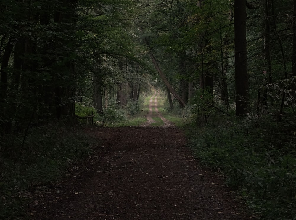 tree tunnel during daytime