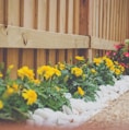 yellow petaled flower beside wooden fence