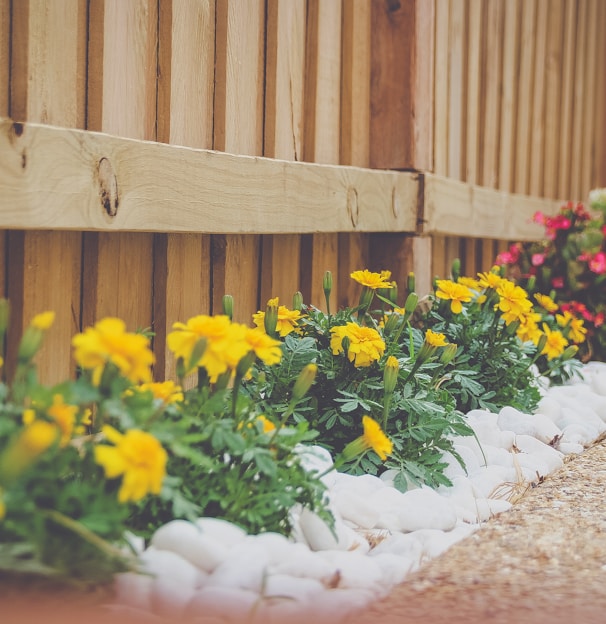 yellow petaled flower beside wooden fence