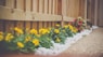 yellow petaled flower beside wooden fence