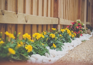 yellow petaled flower beside wooden fence