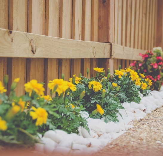 yellow petaled flower beside wooden fence