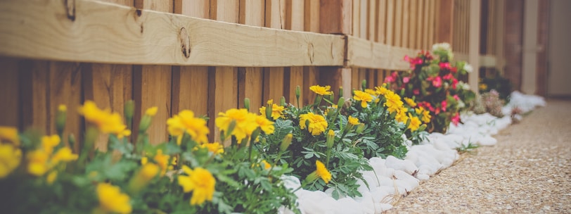 yellow petaled flower beside wooden fence