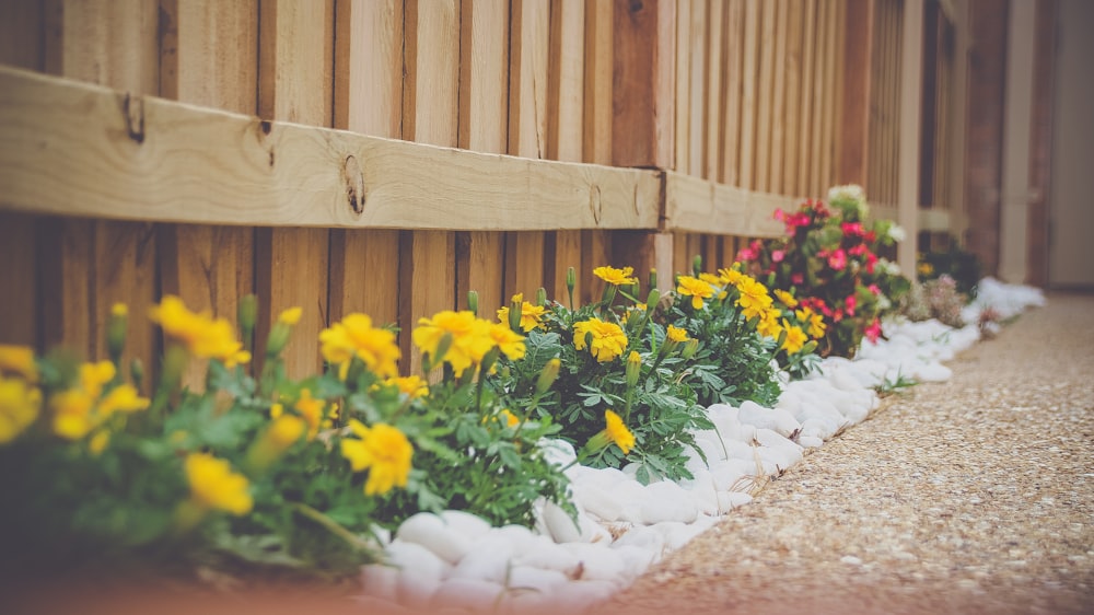 yellow petaled flower beside wooden fence