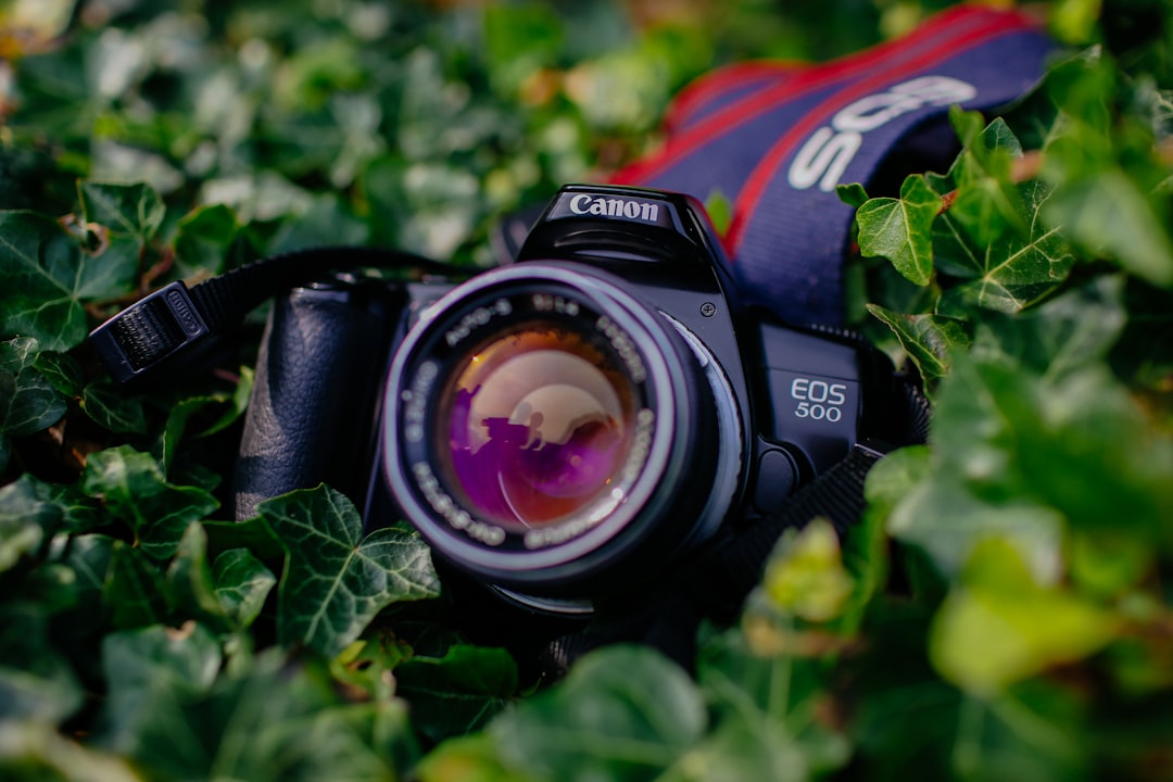 black Canon EOS 500 on green-leafed plant