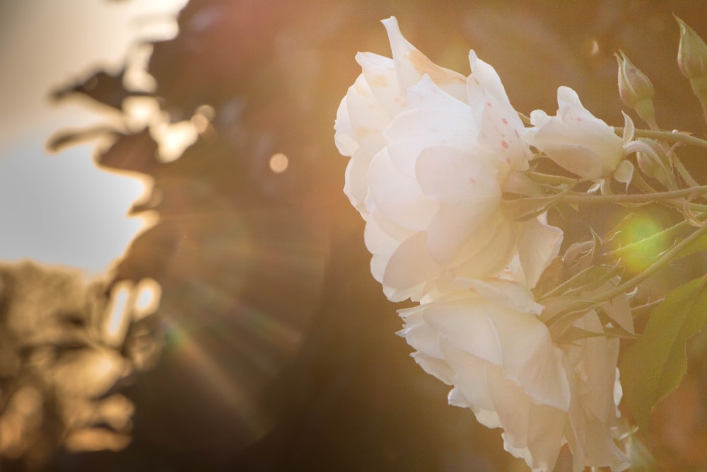 white petaled flowers