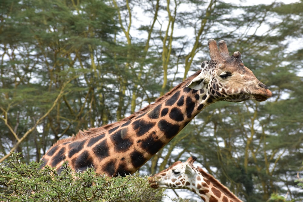 two brown giraffes between trees