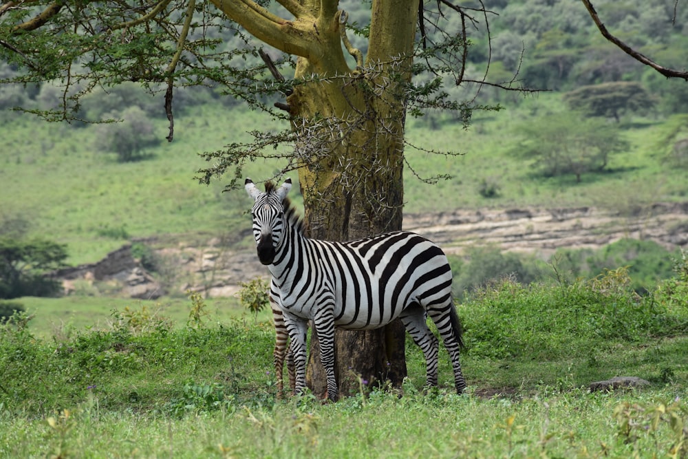 zebra in piedi vicino all'albero durante il giorno