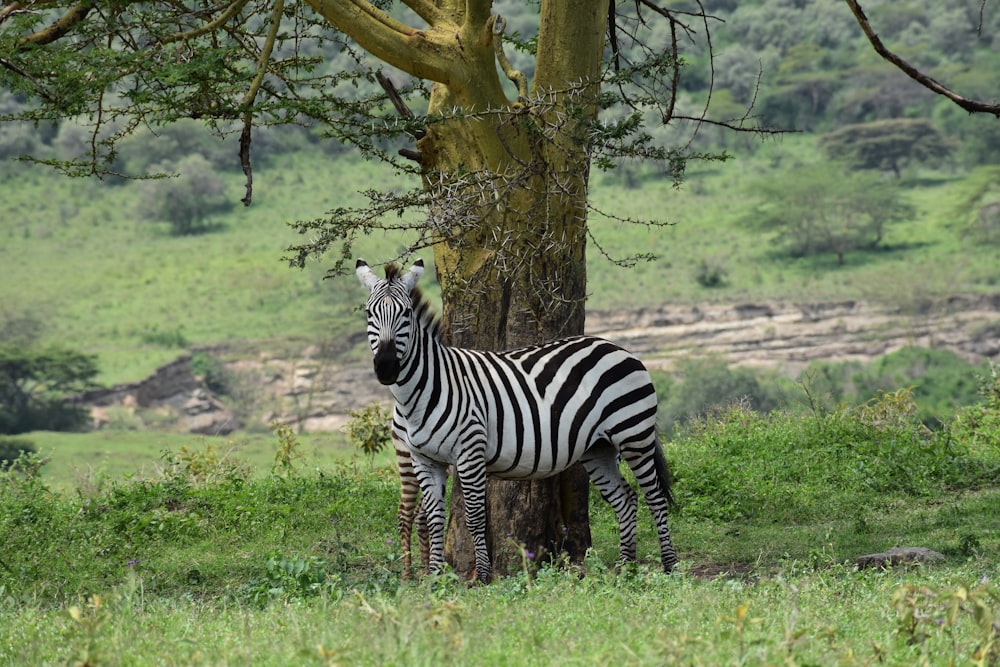 zebra standing near tree during daytime